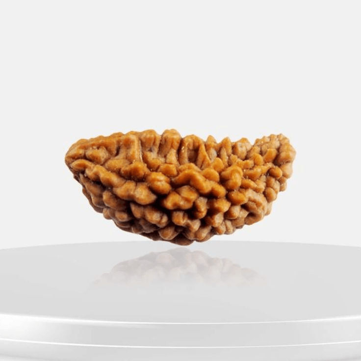 1-mukhi-rudraksha