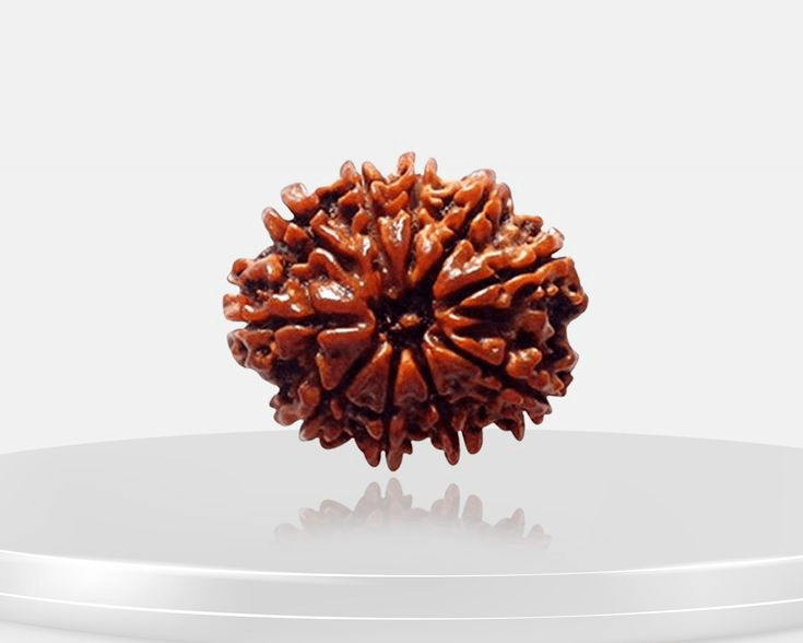 10-mukhi-rudraksha