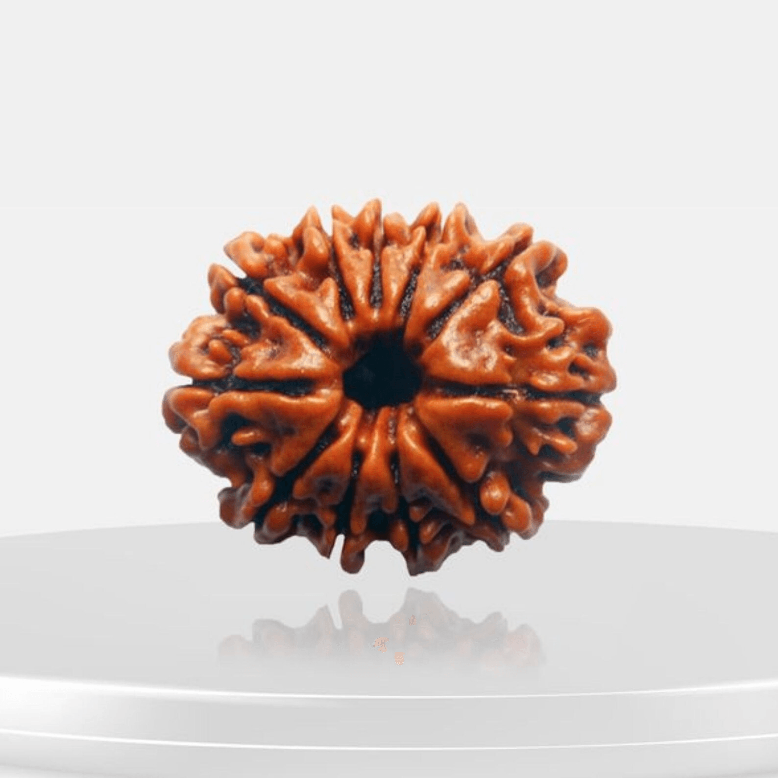 11-mukhi-rudraksha