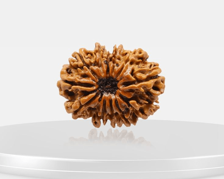 12-mukhi-rudraksha