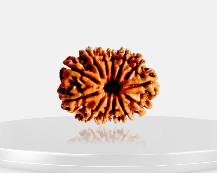 13-mukhi-rudraksha