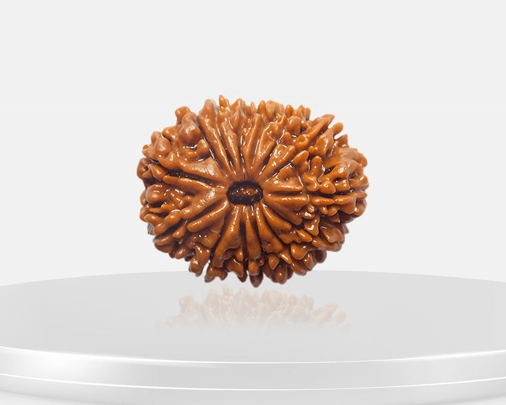 14-mukhi-rudraksha