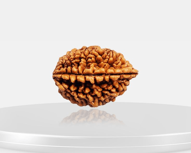 2-mukhi-rudraksha