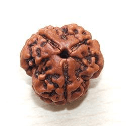 3-mukhi-rudraksha