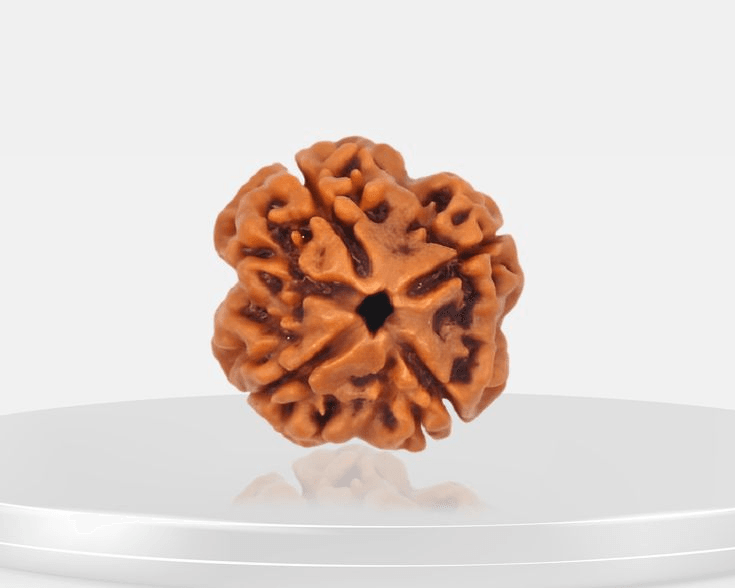 4-mukhi-rudraksha