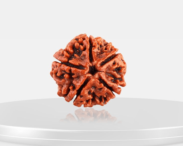 5-mukhi-rudraksha