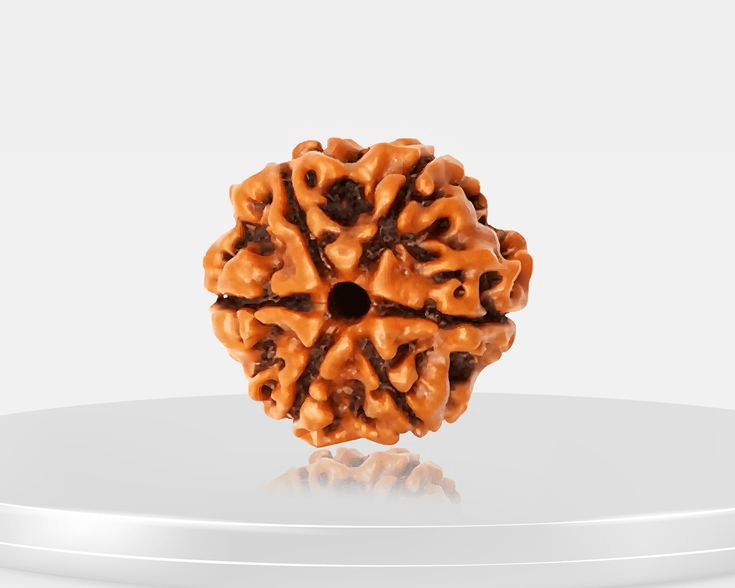6-mukhi-rudraksha