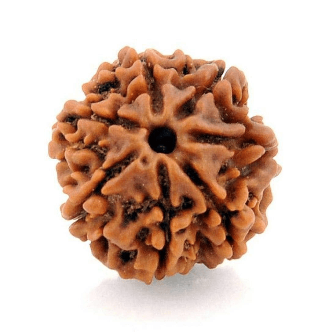 7-mukhi-rudraksha