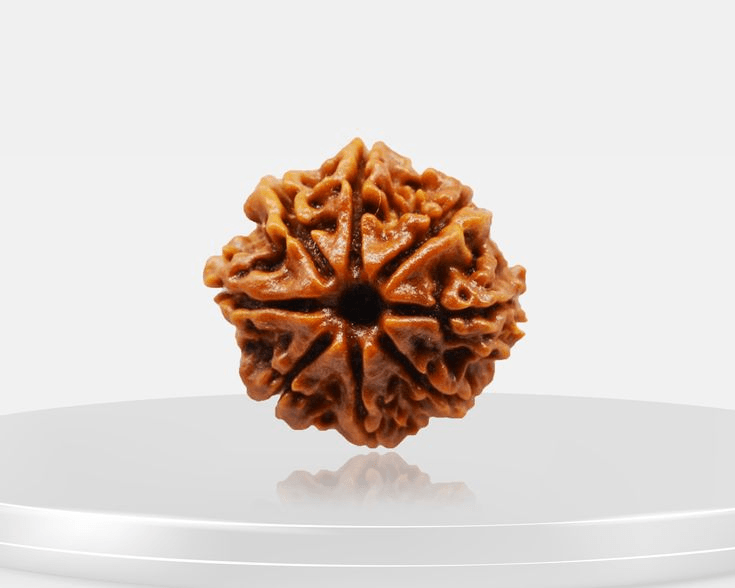 8-mukhi-rudraksha