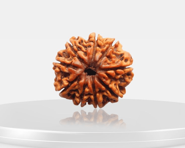 9-mukhi-rudraksha