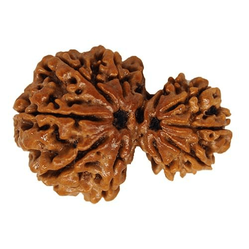 garbh-gauri-rudraksha